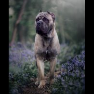 Cane Corso