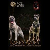 Cane Corso