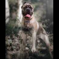 Cane Corso