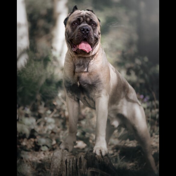 Cane Corso
