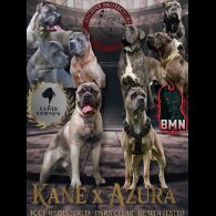 Cane Corso
