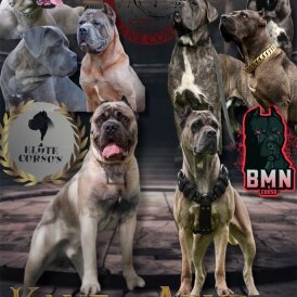 Cane Corso