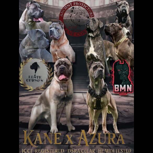 Cane Corso