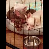 Chihuahua
