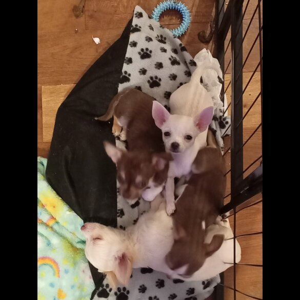 Chihuahua
