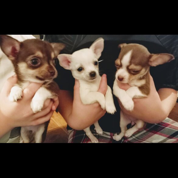 Chihuahua