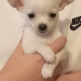 Chihuahua