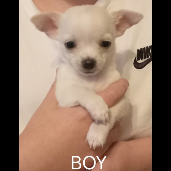 Chihuahua