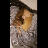 Chihuahua