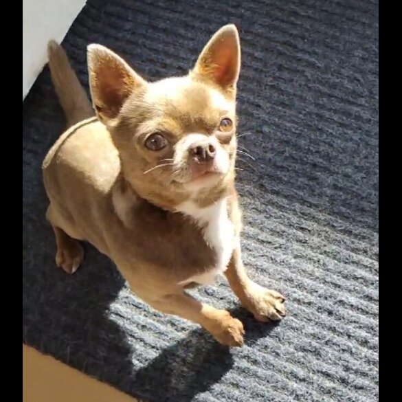 Chihuahua