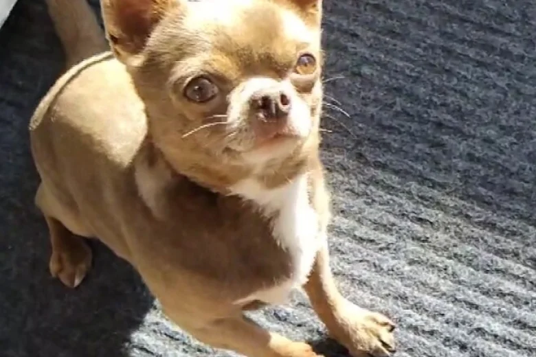 Chihuahua