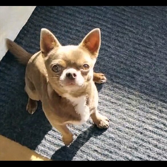 Chihuahua