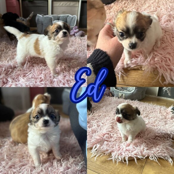 Chihuahua