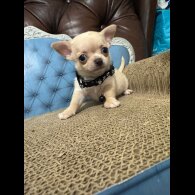 Chihuahua