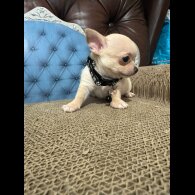 Chihuahua