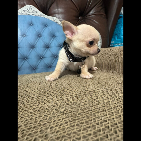 Chihuahua