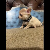 Chihuahua