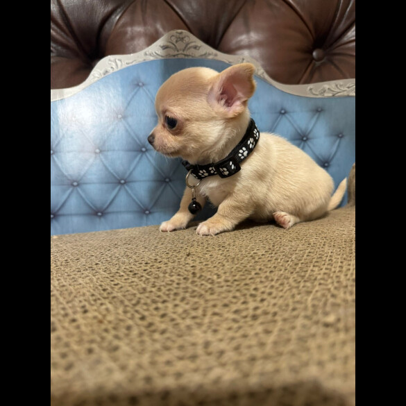Chihuahua