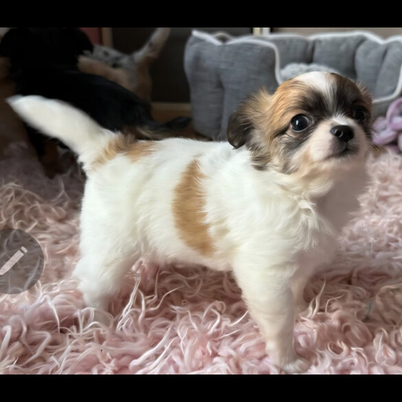 Chihuahua