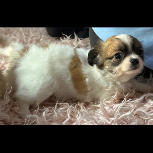 Chihuahua