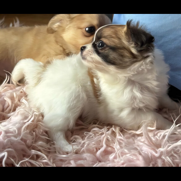 Chihuahua
