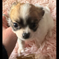Chihuahua