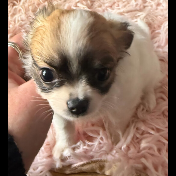 Chihuahua
