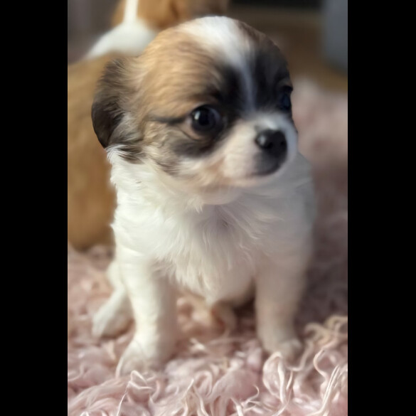 Chihuahua
