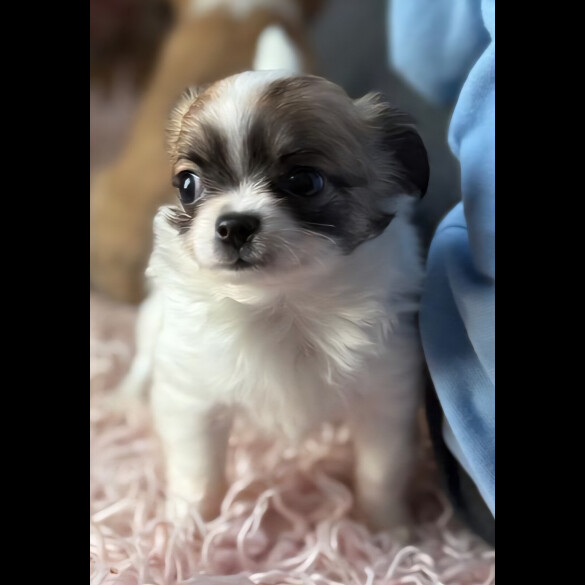 Chihuahua