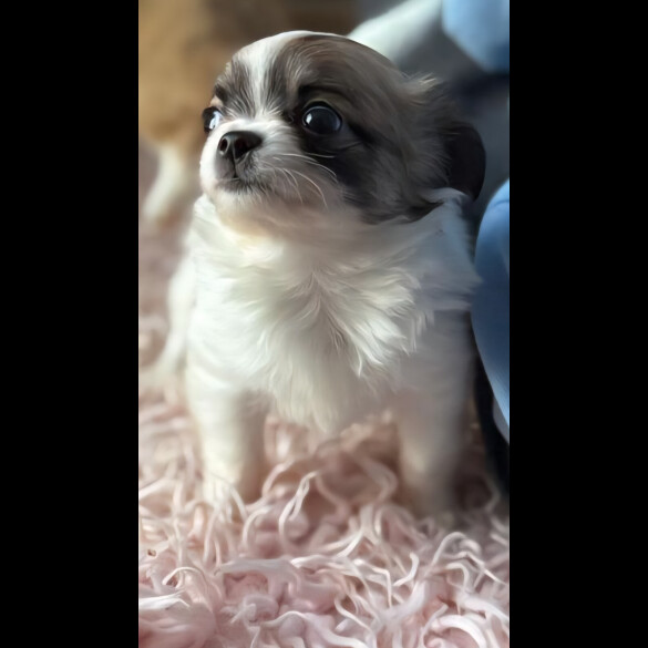 Chihuahua