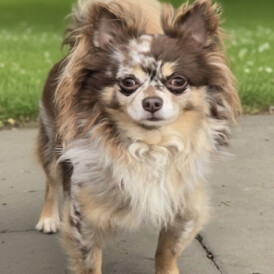 Chihuahua