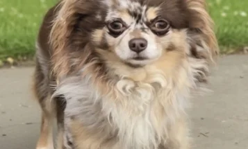 Chihuahua