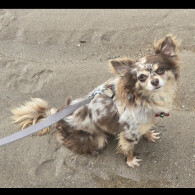 Chihuahua