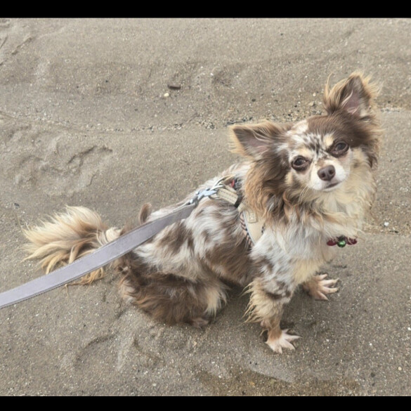Chihuahua