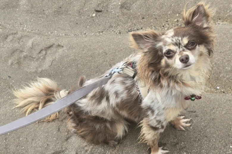 Chihuahua