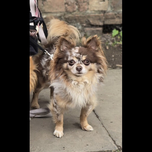 Chihuahua