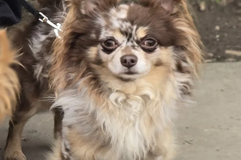 Chihuahua