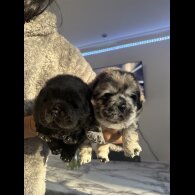 Chow Chow