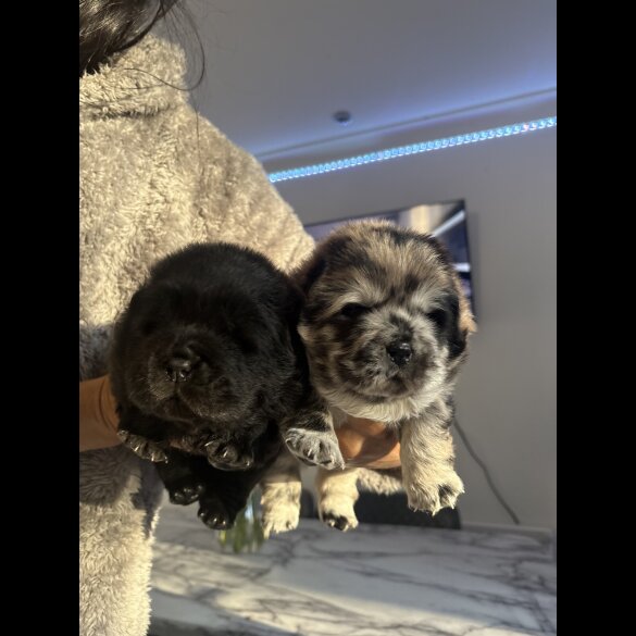 Chow Chow