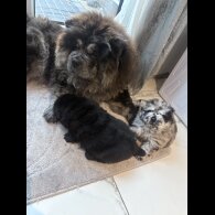 Chow Chow