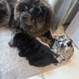 Chow Chow