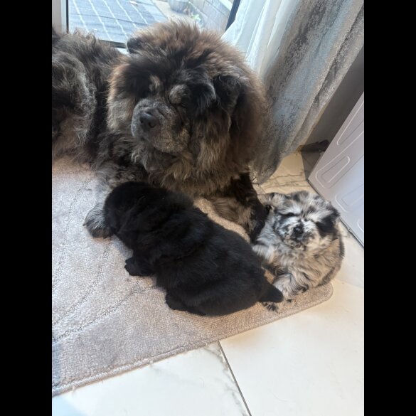 Chow Chow