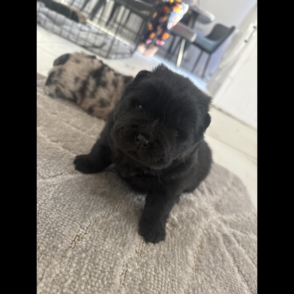 Chow Chow