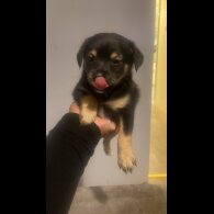Mixed Breed