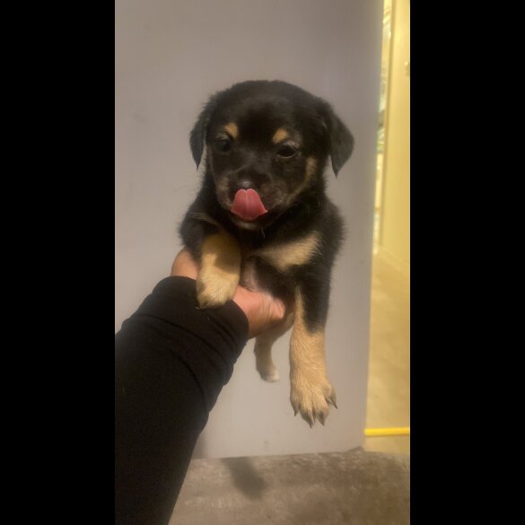 Mixed Breed