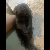 Mixed Breed