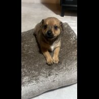 Mixed Breed
