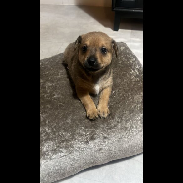 Mixed Breed