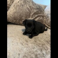 Mixed Breed
