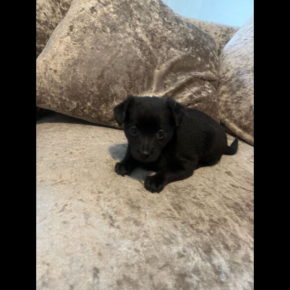 Mixed Breed